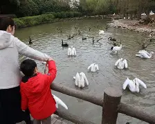 开云中国-现nba鹈鹕队球员名单
